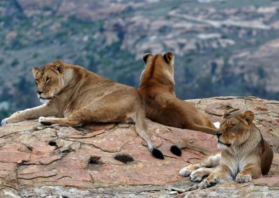 Lions Rock Big Cat Sanctuary